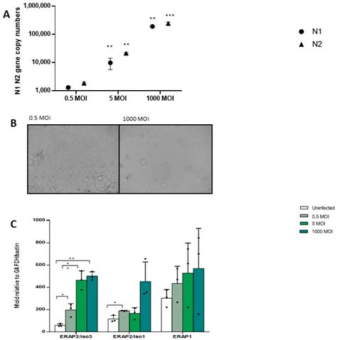 A New ERAP2/Iso3 Isoform Expression Is Triggered by Different Microbial ...