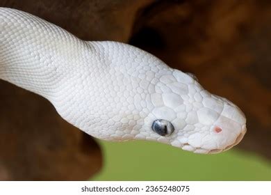 Image result for Leucistic Ball Python