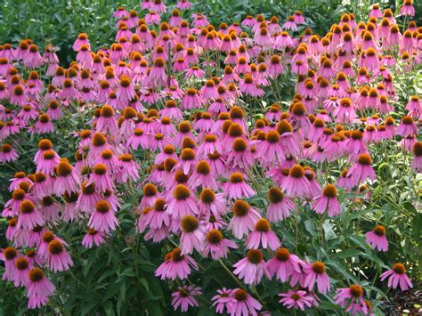 Cone Flowers From Seed at Denise Williams blog