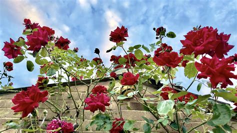 Wallpaper roses, flowers, facade, plants hd, picture, image