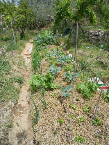 L'orto sinergico - Marina Ferrara - Sotto le querce