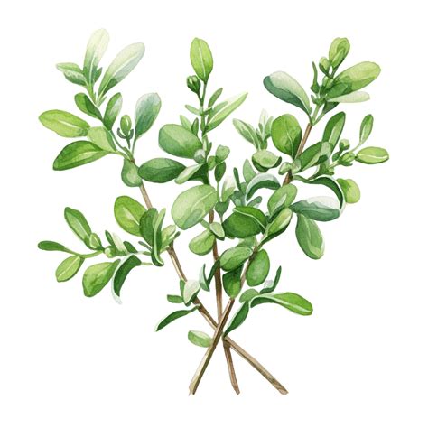 Thyme Biblical Meaning at Savannah Eades blog