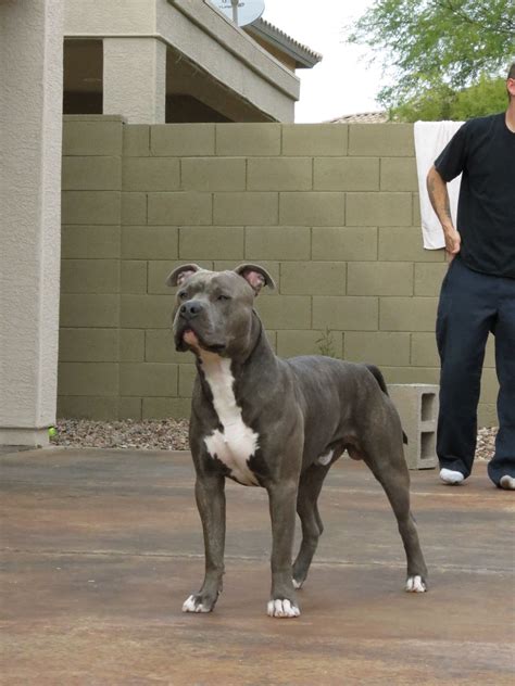 Knight "Sabre" the Thunderfoot. 1 Year. ABPT/AmStaff Mix. Blue Nose ...