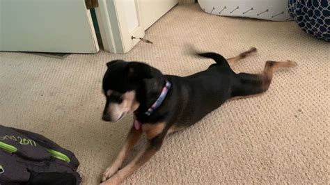 Sploot and scoot by Livi : r/AnimalsBeingDerps