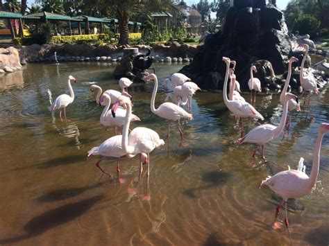 THE BEST 15 Things To Do in Bahrain | Attractions & Activities - Viator