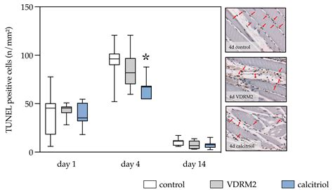 Effect of Calcitriol and Vitamin D Receptor Modulator 2 on Recovery of ...