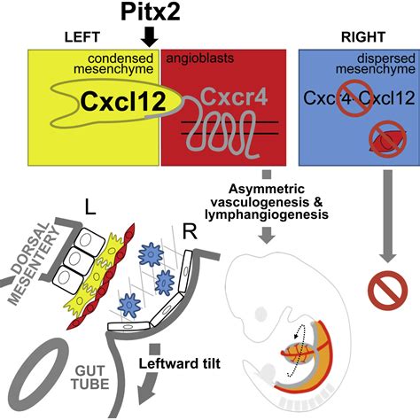 The Left-Right Pitx2 Pathway Drives Organ-Specific Arterial and ...