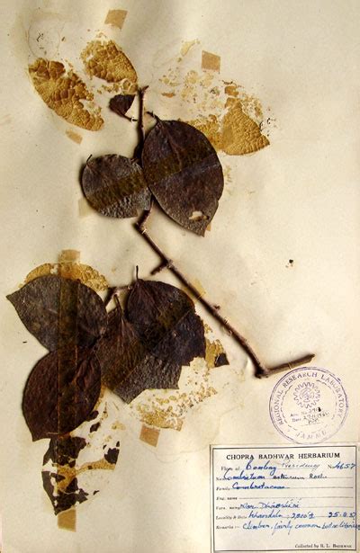 combretum_extensum.