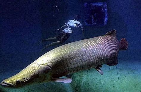中国最大的淡水鱼：鳇鱼最重达1000公斤_巴拉排行榜