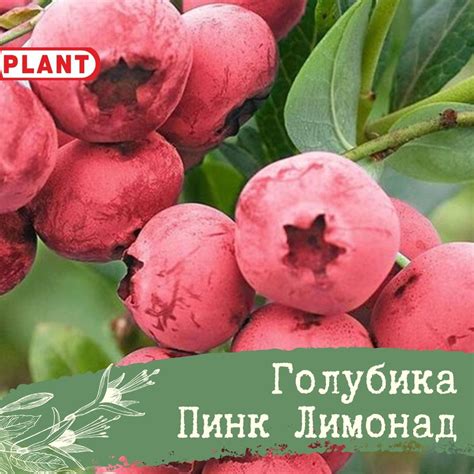 Пинк Лимонад