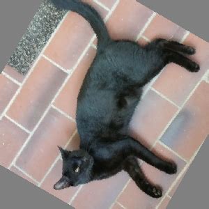 How to Write Program Rotate an Image Using C 的图像结果