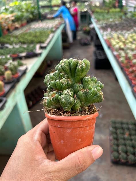 Cereus repandus 'Petra' Cristate – Dream Green
