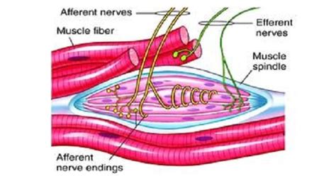 Muscle Spindles - www.medicoapps.org