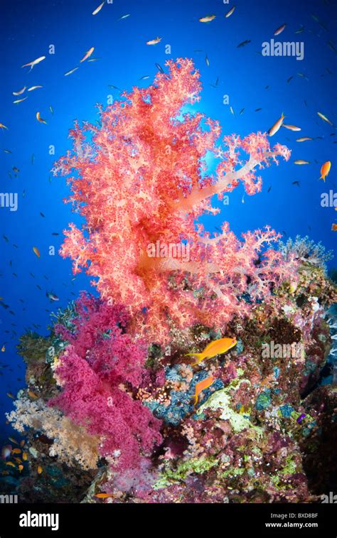 Red Sea 的图像结果