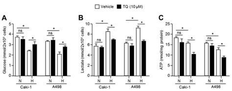 Thymoquinone Selectively Kills Hypoxic Renal Cancer Cells by ...