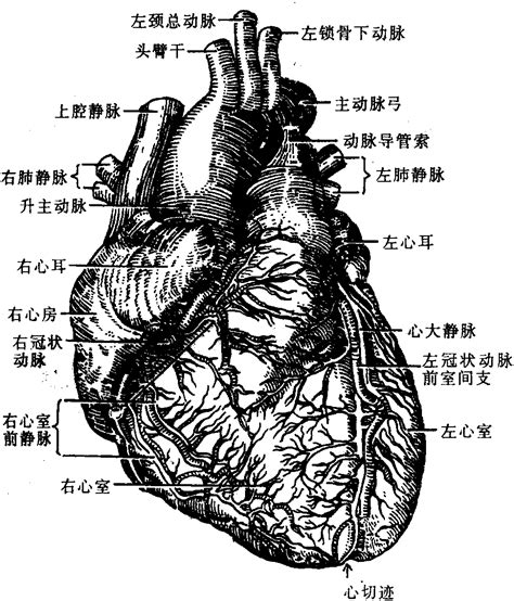 介入心脏病学的昨天、今天和明天｜JACC综述_介入心脏病学_医脉通