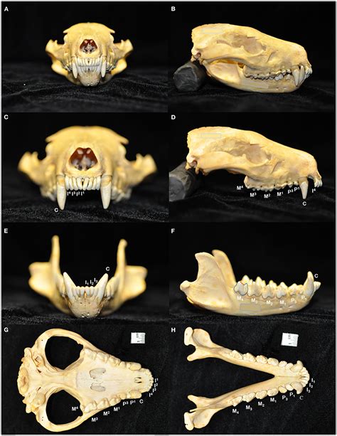 Frontiers | The Macroscopic and Radiographic Skull and Dental Pathology ...