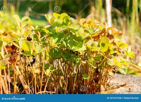 Four Leaf Clover or Marsilea Quadrifolia Plant in Zurich in Switzerland ...