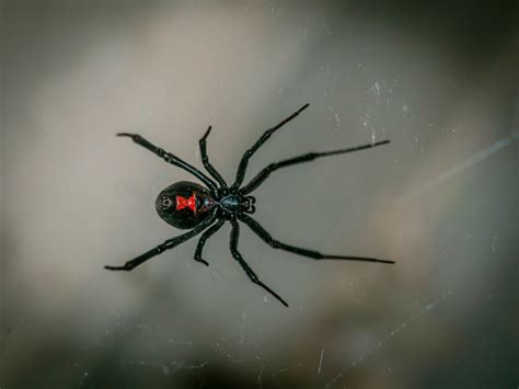 Signs of Black Widow Infest. | Marin, Sonoma, Napa and SF