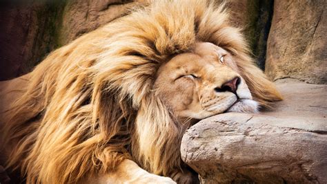 Lion Wallpaper 4K, Sleeping , Barbary lion, African
