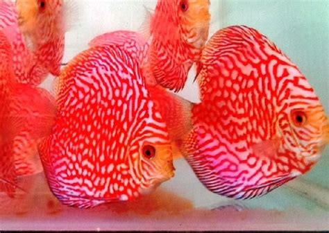 Image result for Discus Fish Shops