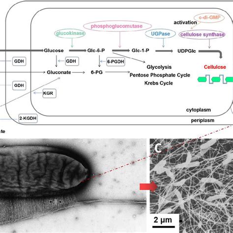 Acetobacter Isolation Process Image 的图像结果