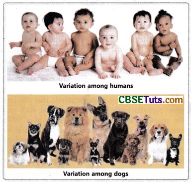 Image result for Inherited Variation