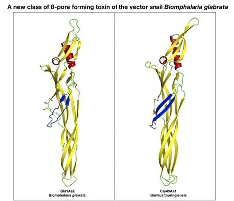 Glabralysins, Potential New β-Pore-Forming Toxin Family Members from ...