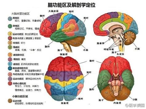 一图读懂 | 脑的功能区及解剖学定位_医学