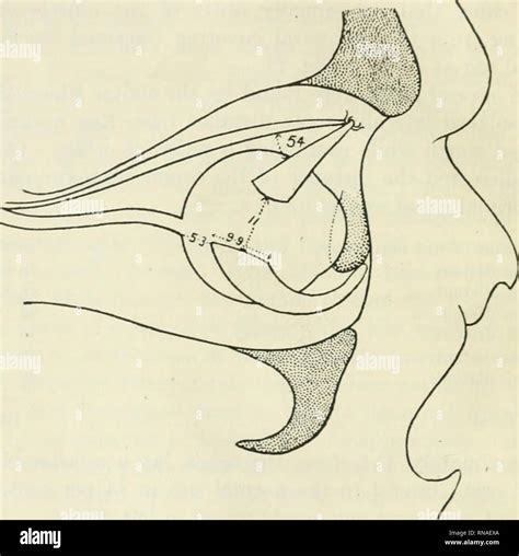 . The anatomical record. Anatomy; Anatomy. 148 S. E. WHITNALL of similar origins examined the ...