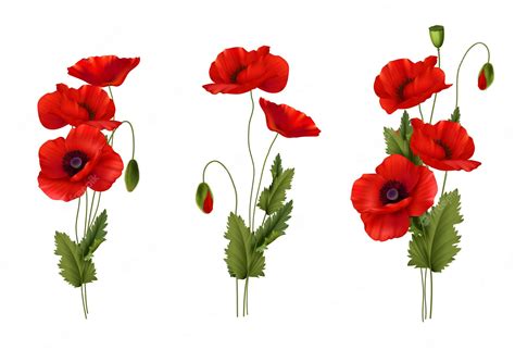 red poppys #3502536 | Clipart Library