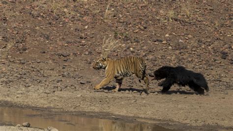 Battle Of Behemoths: Sloth Bear Vs Tiger | Nature inFocus