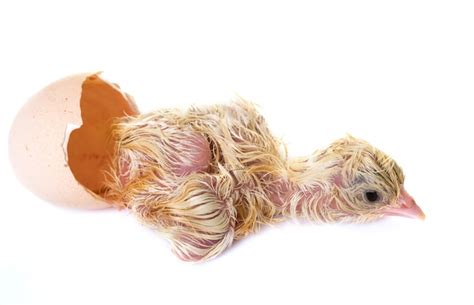 Amazing Modern Chick Hatching 的图像结果