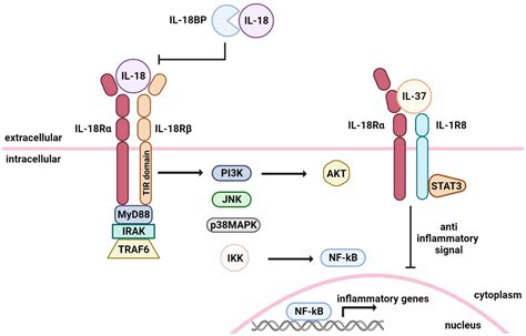 IL-18 in Autoinflammatory Diseases: Focus on Adult Onset Still Disease ...