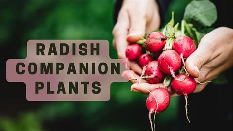 Best Radish Companion Plants - What To Plant