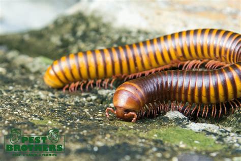What Do Millipedes Eat? Prevent Infestations in Your Home