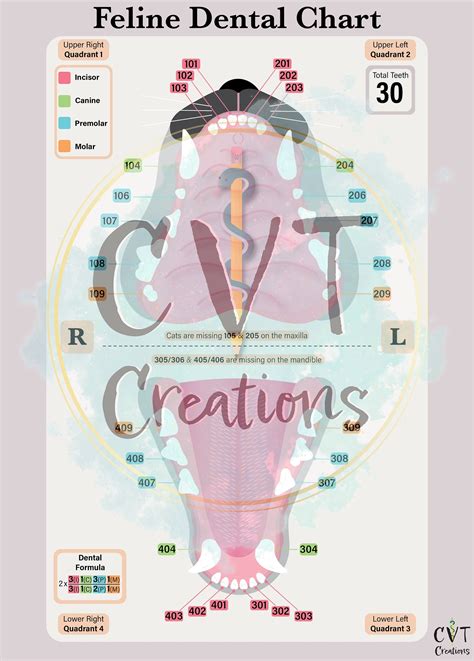 Feline Dental Tooth Chart Printable Cat Feline Veterinary Dental Tooth
