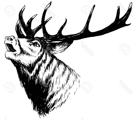 Image result for Buck Drawing Tutorial