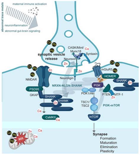 Metal Profiles in Autism Spectrum Disorders: A Crosstalk between Toxic ...