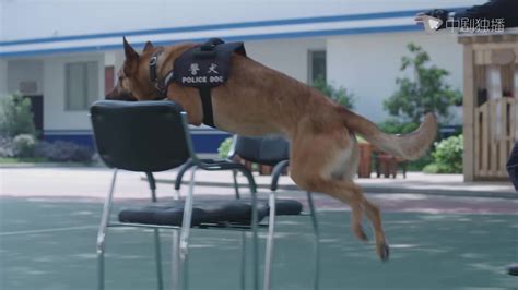 那些与警（军）犬有关的影视片----国内篇（更新版）_警犬