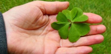 ¿Por qué da buena suerte un trébol de 5 hojas?