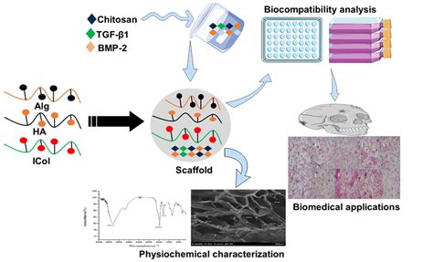 Jawbones Scaffold Constructed by TGF-β1 and BMP-2 Loaded Chitosan ...