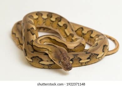 Image result for Giant Tiger Reticulated Python