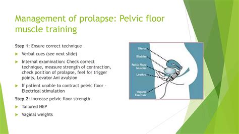 Pelvic-floor-presentation.pptx