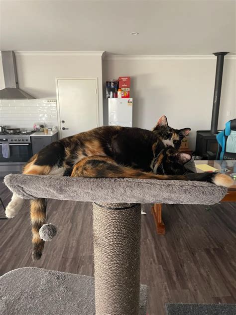 My cats peeing on My partners clothes and not mine and on the floor ...