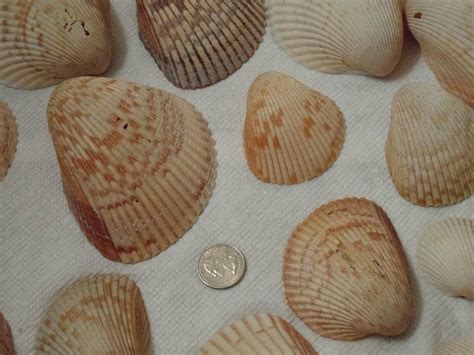 SHELL KEY SHUTTLE (2025) All You Need to Know BEFORE You Go (with ...