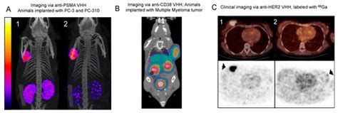 Nanobodies for Medical Imaging: About Ready for Prime Time?
