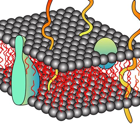 Kuvatulokset haulle plasma membrane facts