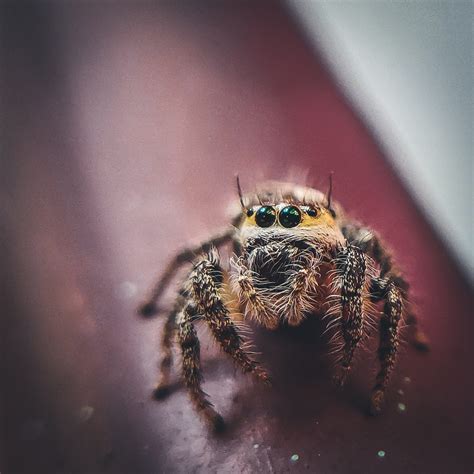 Life Stages of Jumping Spiders - Spiders Web HQ
