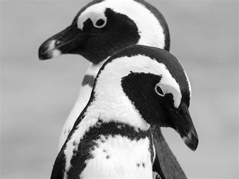 पार्टनर से चीटिंग के बाद Penguin का तलाक